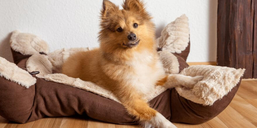 Hund bellt, wenn es klingelt: Training mit der Klingel Hund bellt, wenn es klingelt: Training mit der Klingel